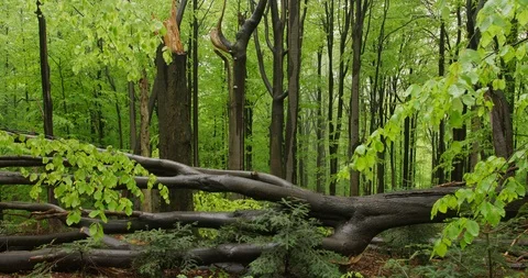 Tree lying in the beechwood forest, spring, 4k Stock Footage 89642969