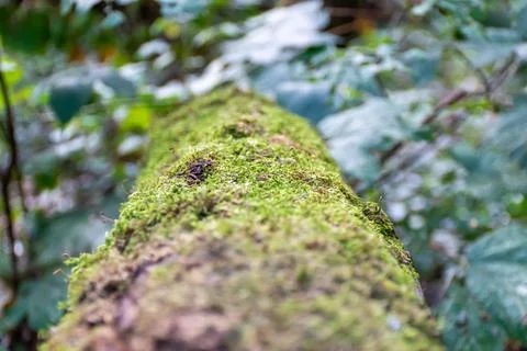 A tree lying in the forest was covered with thick moss Stock Photos