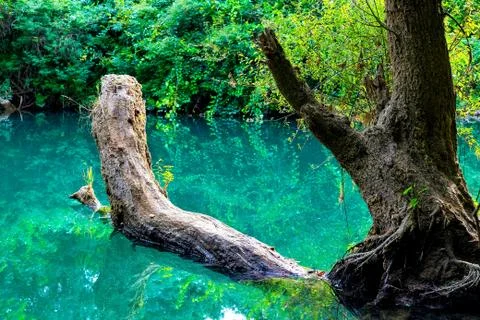 A tree lying on the surface of the water in which the envir Stock-Fotos