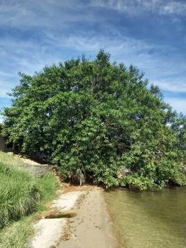 Tree lying on the water Stock Photos