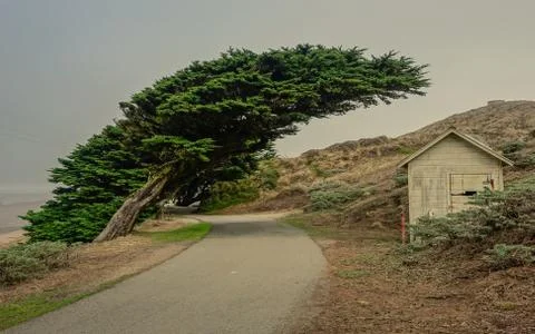 Tree lying in the wind Stock Photos