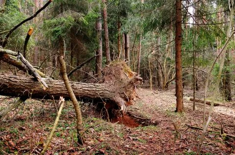 Tree lying in the wood which is pulled out with roots Stock Photos