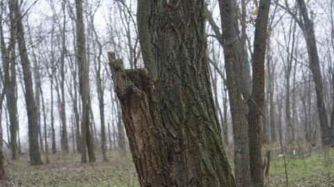 Tree in macro shot on a forest background in fog Stock Photos