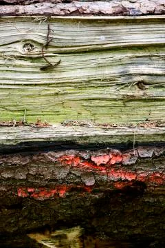 Tree macro surface abstract background best quality Stock Photos
