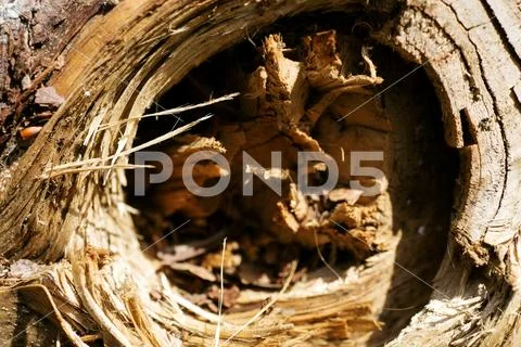Tree macro surface abstract background best quality Stock Photos