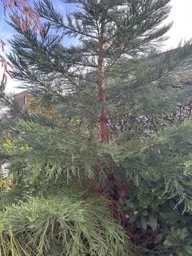 Tree made for a school project Stock Photos