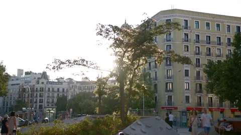 Tree in Madrid Stock Footage 245235759