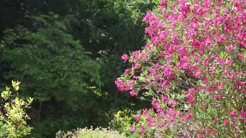 A tree with magenta flowers Stock Footage 69101666