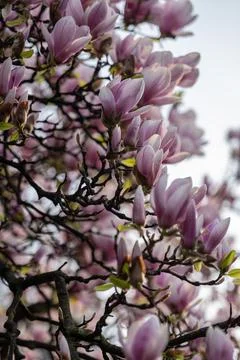 Tree magnolia  Stock Photos