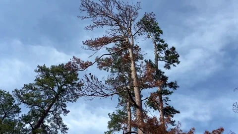 Tree Maintenance and Pruning near Lake Olmstead, Augusta, Georgia Stock Footage 337606260