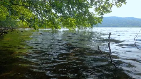 Tree makes shade by the lake Stock Footage 222831064