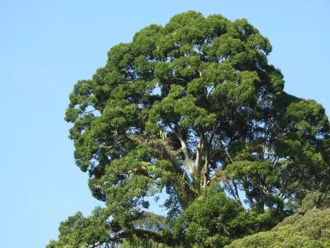 Tree Malaysia Stock Photos