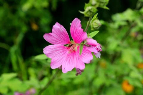 Tree mallow that blooms in summer in the backyard garden Stock Photos