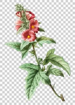 Tree mallow plant Stock Illustration