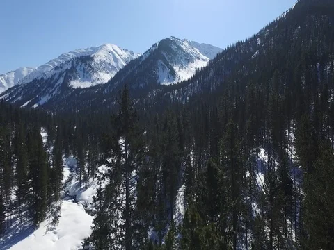 Tree on Mamay Mountains Video stock 74511786