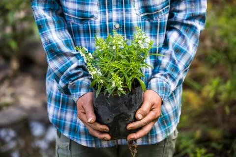Tree on man hands Stock Photos