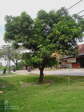 Tree manggo Stock Photos