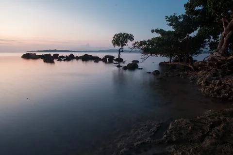 Tree mangrove Stock Photos