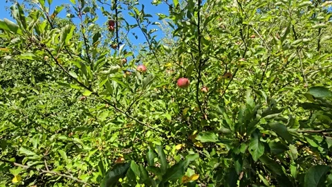 A A tree with many apples on it Video stock 316821839
