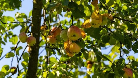 A tree with many apples on it Stock Photos
