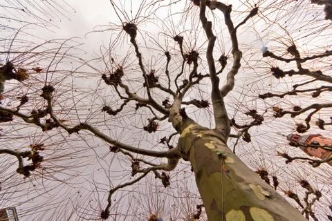 The tree with many arms Foto stock