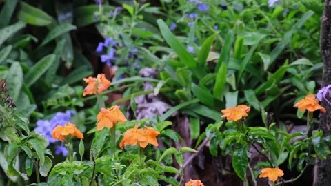 A tree with many blooming orange flowers in a garden, beautifully contrasti.. Stock Footage 300077219