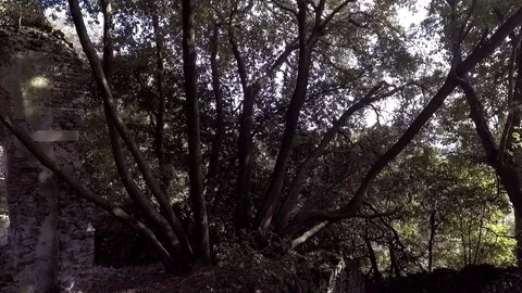 Tree with many branches and etruscan ruin Stock Footage 71127613