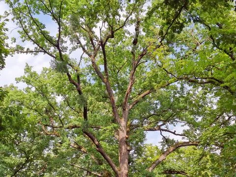 Tree with many branches and green leaves Stock-Fotos