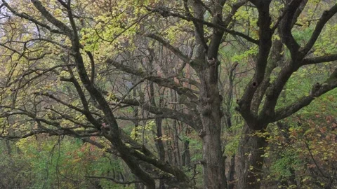 Tree with many branches and yellow leaves in the forest in autumn Stock Footage 143926994