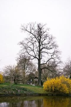 A tree with many branches grows by the waters edge in a natural landscape Foto stock
