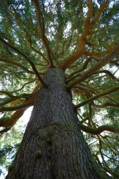 Tree with many branches Stock Photos