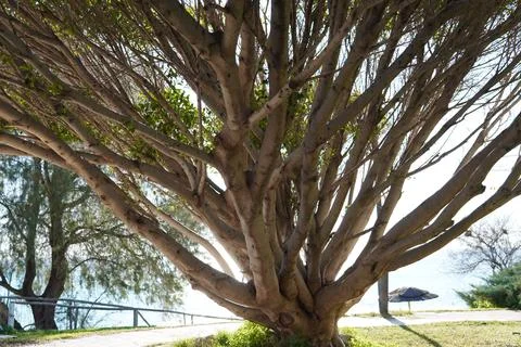 A tree with many branches. 스톡 사진