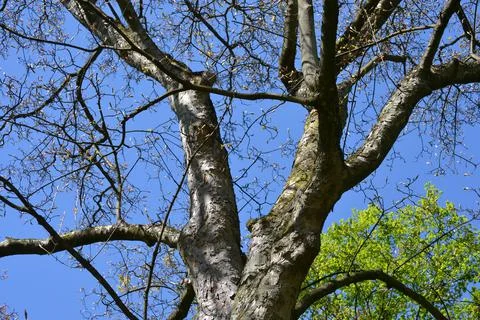 Tree with many branches in spring Stock Photos