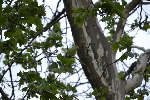 Tree with many branches in spring Stock Photos