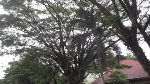 Tree with many branches on white cloud background Video stock 205540903