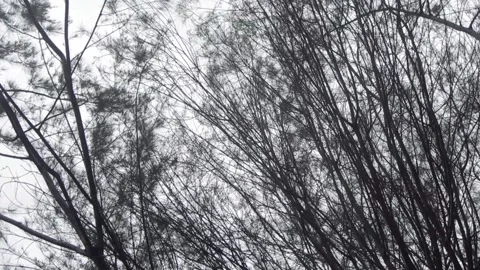 Tree with many branches on white cloud background Video stock 205541276