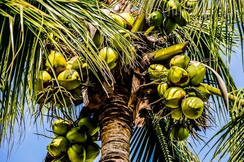 A tree with many coconuts on it Stock Photos