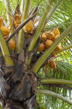 Tree with many coconuts on it Stock Photos