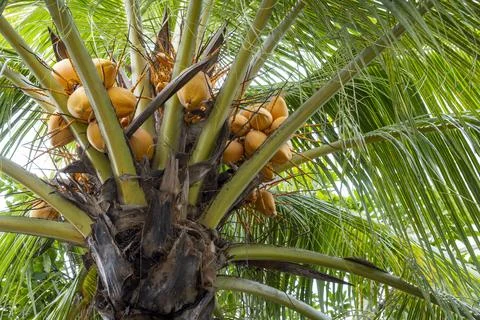 Tree with many coconuts on it Stock-Fotos