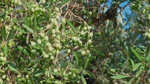 A tree with many green leaves and green fruit Stock Footage 272252783