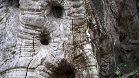 Tree with many holes. Stock Footage 203969404