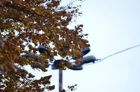 A tree with many leaves is in the foreground. Stock Photos