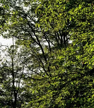 A tree with many leaves is in the foreground Stock Photos