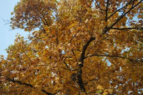 A tree with many leaves is in the foreground Stock Photos