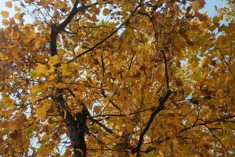 A tree with many leaves is in the foreground Stock Photos