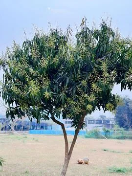 A tree with many leaves Stock Photos
