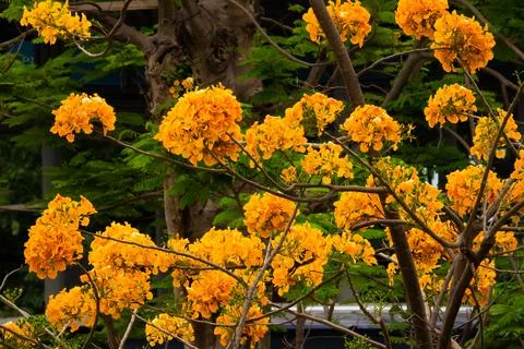 A tree with many orange flowers is in front of a building Stock Photos