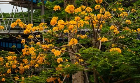 A tree with many orange flowers is in front of a building Stock Photos