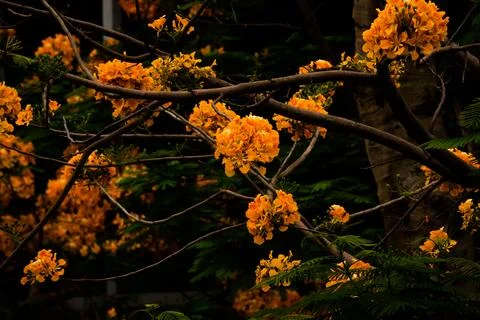 A tree with many orange flowers is in front of a building Stock Photos