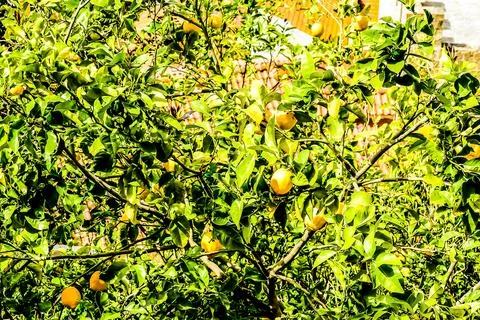 A tree with many oranges hanging from it Stock Photos